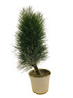 Pinus nigra ' Green Tower ' : hauteur 40/50 cm pot 4 litres
